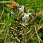 Gymnadenia odoratissima 花