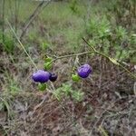 Dianella ensifolia Vrucht