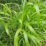 Sorghum halepense Feuille