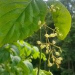 Cissus verticillataFlower