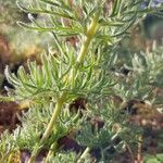 Pelargonium bowkeri Hostoa