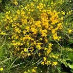 Genista corsica Blomma