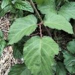 Rubus vestitus Blatt