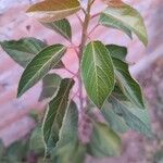Aristotelia chilensis Fuelha
