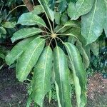 Schefflera actinophylla List