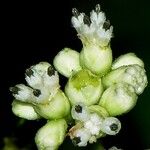 Clibadium surinamense Květ