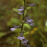 Lobelia puberula 整株植物