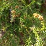 Cryptomeria japonica Blad