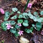 Cyclamen coum Habit