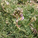 Lupinus arboreus Flors