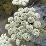 Seseli gummiferum 花