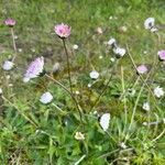 Bellis sylvestris Habit