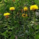 Centaurea macrocephala Fleur