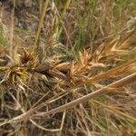 Carex arenaria Blomst