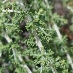 Artemisia herba-alba برگ