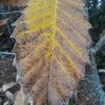 Castanea sativa Lapas
