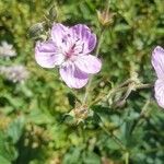 Geranium viscosissimum Kukka