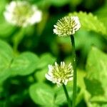 Trifolium montanum Habit