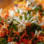 Cyathopsis floribunda Flor