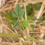 Malva multiflora Hoja