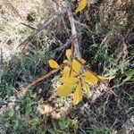 Commiphora madagascariensis Leaf