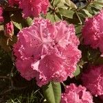 Rhododendron catawbienseКветка