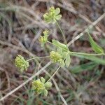 Bupleurum ranunculoides Цвят