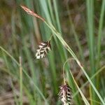 Carex magellanica Altro