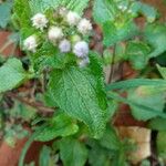 Ageratum conyzoides Лист