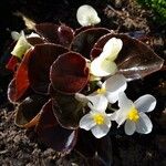 Begonia cucullata 整株植物