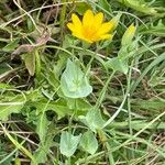 Blackstonia perfoliata Blatt