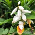 Alpinia zerumbet പുഷ്പം