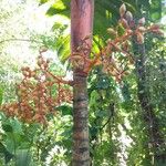 Areca vestiaria Fruit