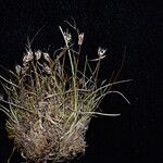 Juncus duthiei Habitat