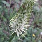 Phyteuma spicatum Flower