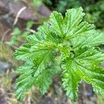 Ribes magellanicum Hoja