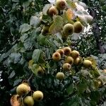 Pyrus pyrifolia Fruit