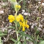 Phlomis lychnitisŽiedas