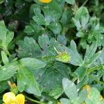 Ranunculus sardous Leaf