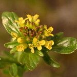 Barbarea intermedia Flower