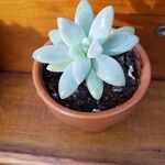 Sedum pachyphyllum List