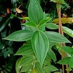 Tibouchina urvilleana Hoja
