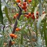 Hippophae rhamnoides Hedelmä