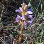 Phelipanche purpurea Libunga