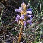 Orobanche purpurea Habitus