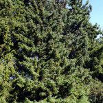 Picea engelmannii Habit