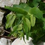 Cerinthe glabra Hoja