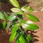 Garcinia mangostana 葉