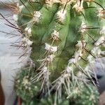 Copiapoa montana Leaf