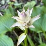 Hosta longipes Blüte